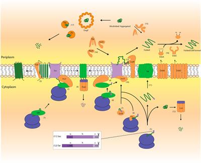 Strategies to Enhance Periplasmic Recombinant Protein Production Yields in Escherichia coli